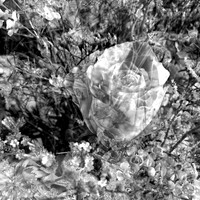 IMG_9566-Exposure 1154x154mm